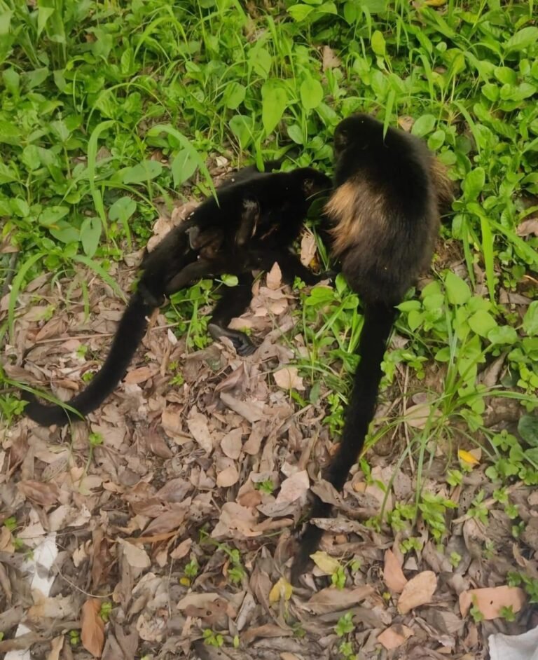 Exigen cese de funcionaria de la Semarnat por negligencia y abuso de poder