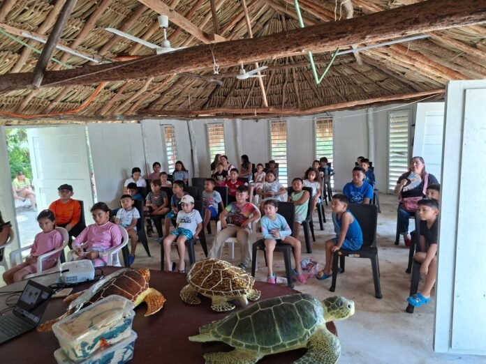 tortugas marinas infacincias yucatecas