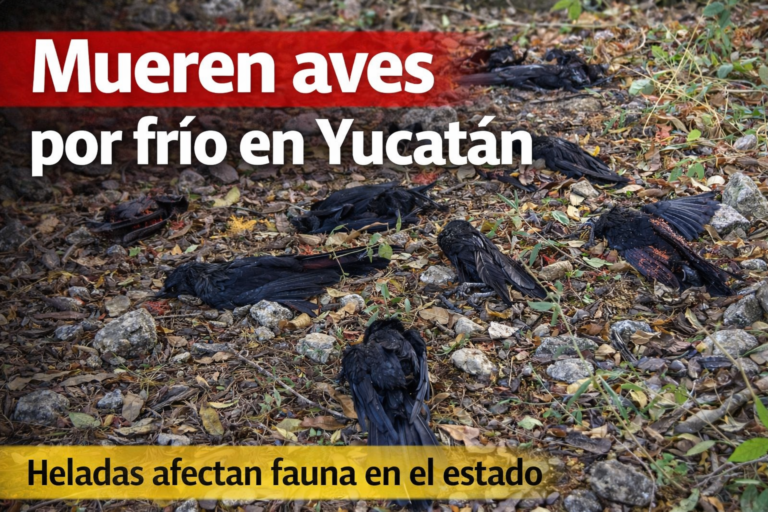 Intenso frío en Panabá provoca muerte de aves silvestres y alerta a la población