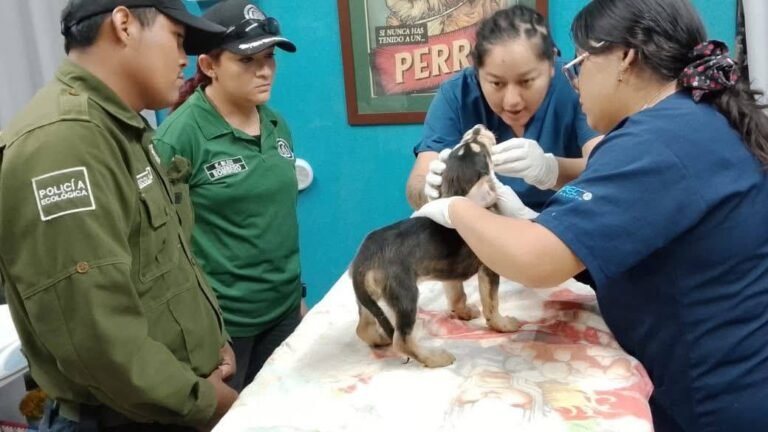 Imponen sanción de más de 12 mil pesos por presunto caso de maltrato animal