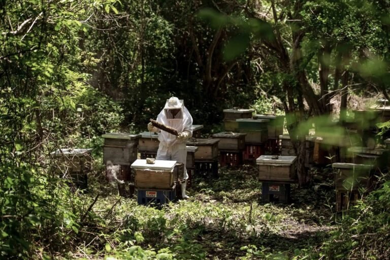 Abejas impulsan al campo mexicano: producción de miel alcanza cifra histórica en 2025