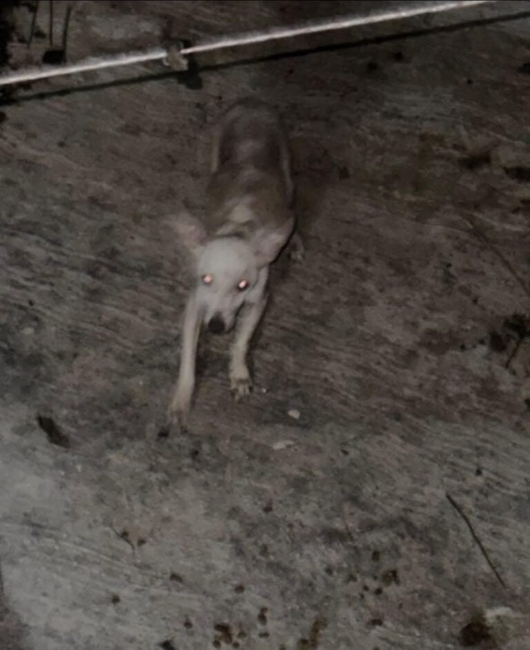 Vecinos exigen rescate de animales en Vergel 65 tras denuncias de presunto abandono