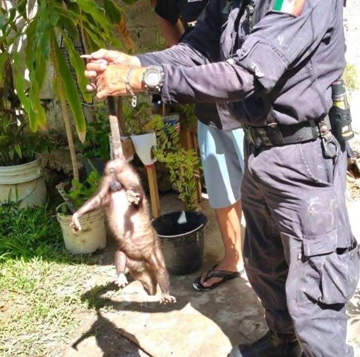Resguardan y devuelven a su entorno natural a dos zarigüeyas halladas en viviendas de Tizimín