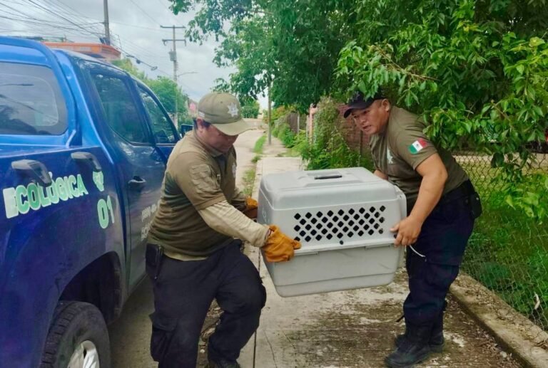Rescatan en Kanasín a perrito lesionado; investigan presunto caso de maltrato animal