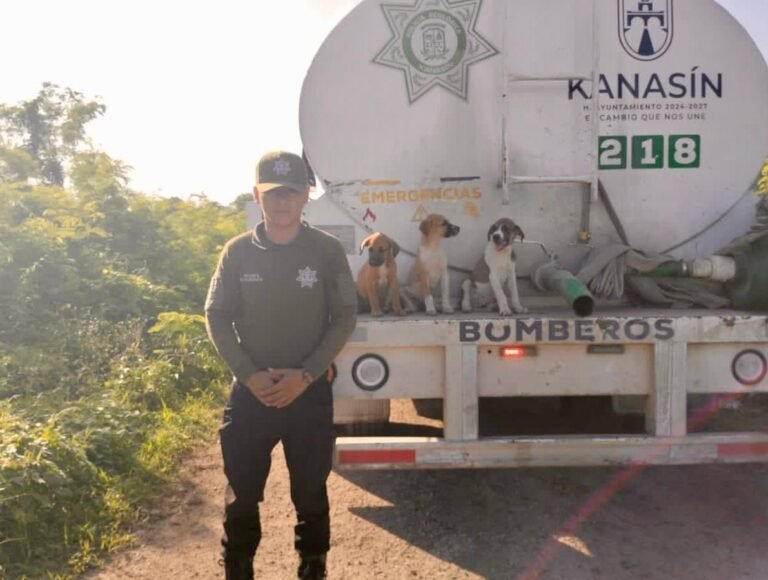 Rescatan a tres cachorros atrapados en un sumidero de Kanasín