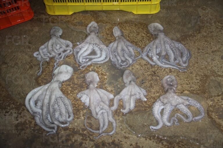 Más de 460 kilos de pulpo maya en veda derivan en proceso penal contra dos personas en Yucatán