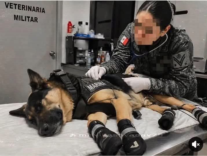 Max, el rescatista de cuatro patas que salvó vidas en Venezuela y volvió herido a México