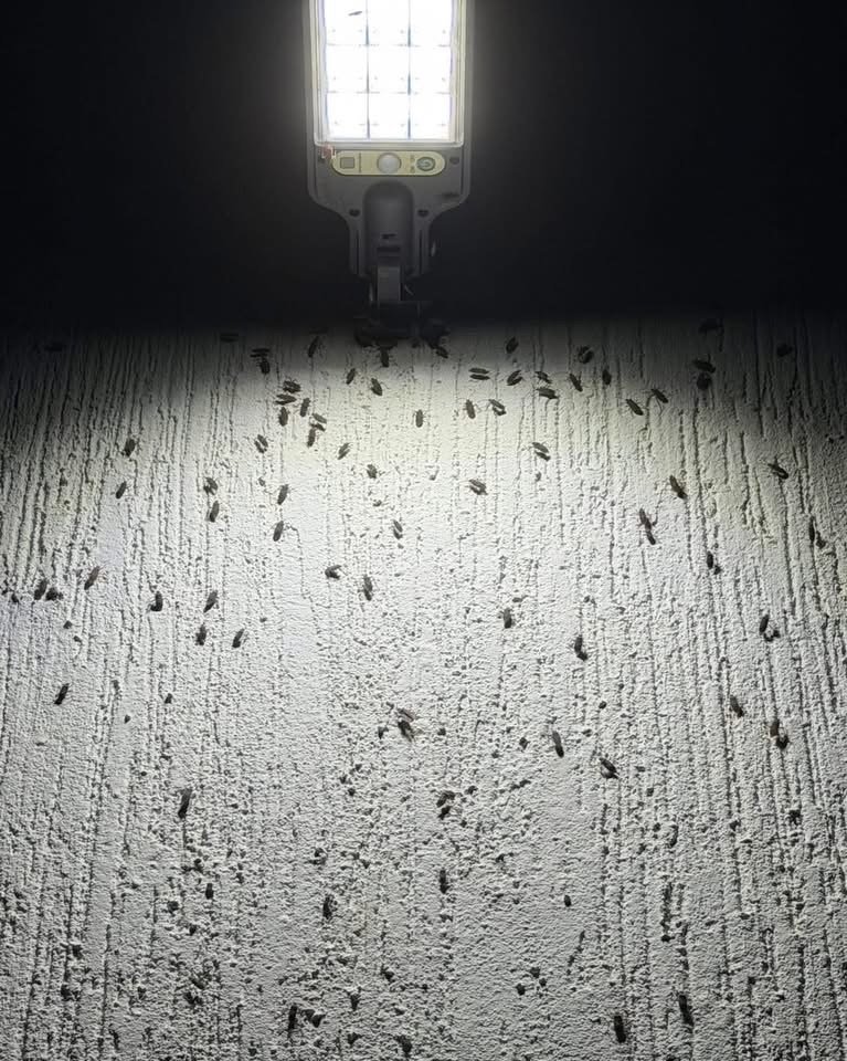 Extraña invasión de insectos sorprende a vecinos de Las Américas tras las lluvias