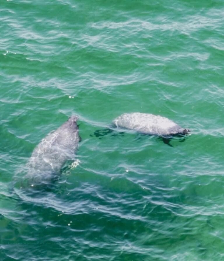 Manatí sorprende a turistas y pescadores tras aparecer en costas de Progreso y Chicxulub Puerto
