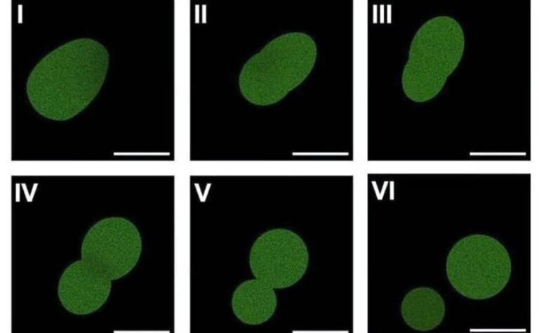 Crean la primera célula sintética capaz de crecer y reproducirse; avance promete revolucionar la medicina y la biotecnología