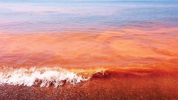Instalan comité permanente para reforzar la vigilancia y prevención de la marea roja en Yucatán