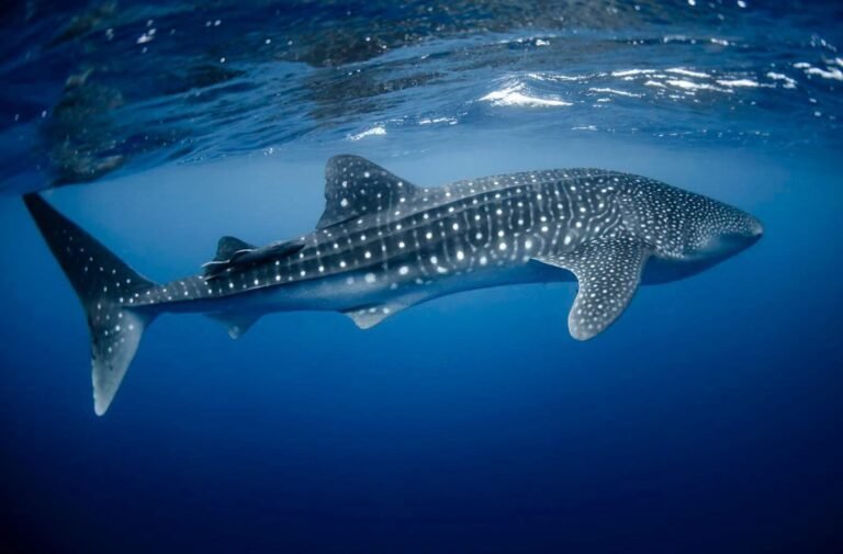 Isla Mujeres alista Festival del Tiburón Ballena para impulsar el turismo sustentable y la conservación marina