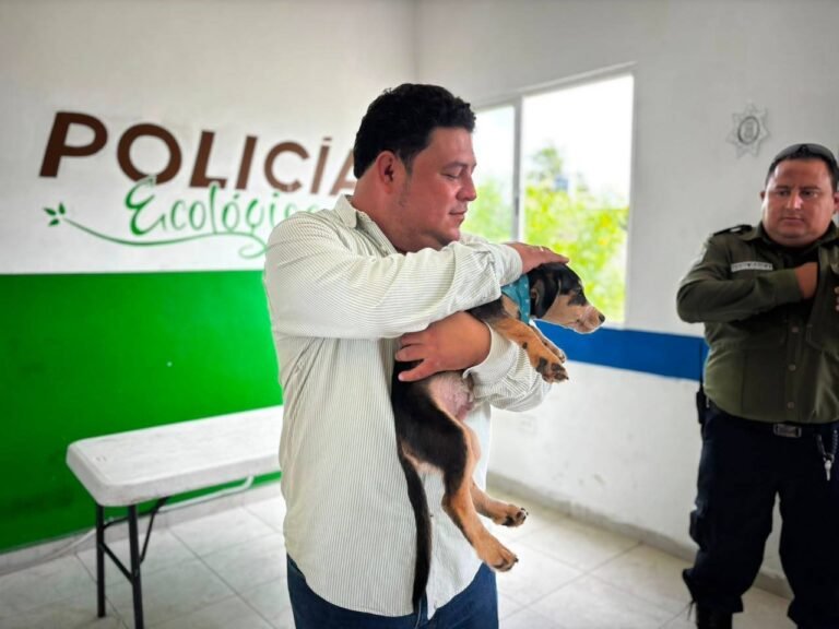 Buscan hogar para siete perros rescatados del maltrato en Kanasín