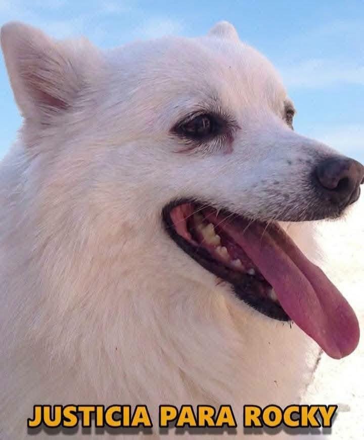 Indignación en Saltillo por caso de Rocky, perrito de 14 años que habría sido víctima de crueldad animal