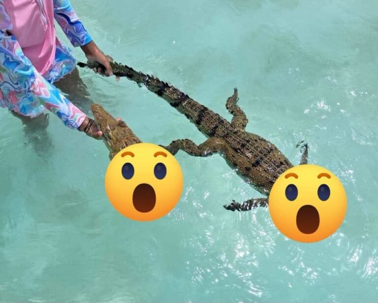 Hallan sin vida a cocodrilo en Bacalar; investigan posible acto de crueldad contra especie protegida