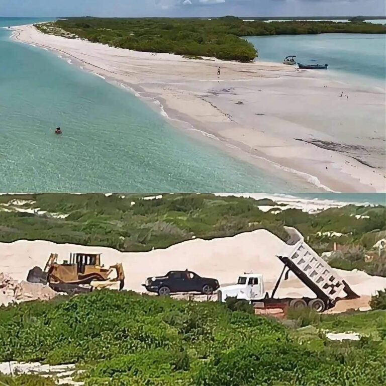 Alertan por posible impacto ambiental en las dunas costeras de Chuburná ante obras inmobiliarias